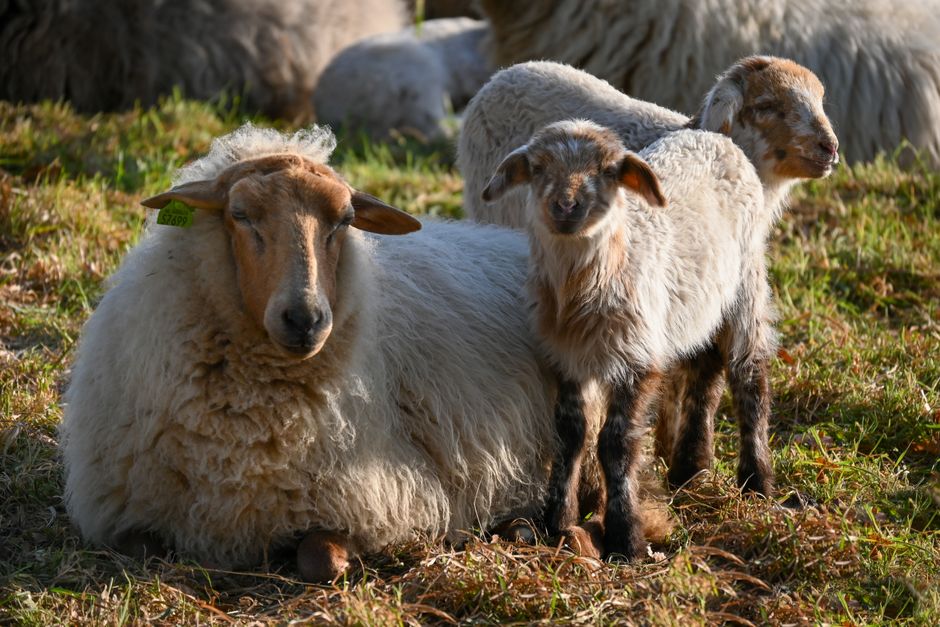 Knus schaap getekend met warme herfsttinten. Knus schaap getekend met warme herfsttinten.