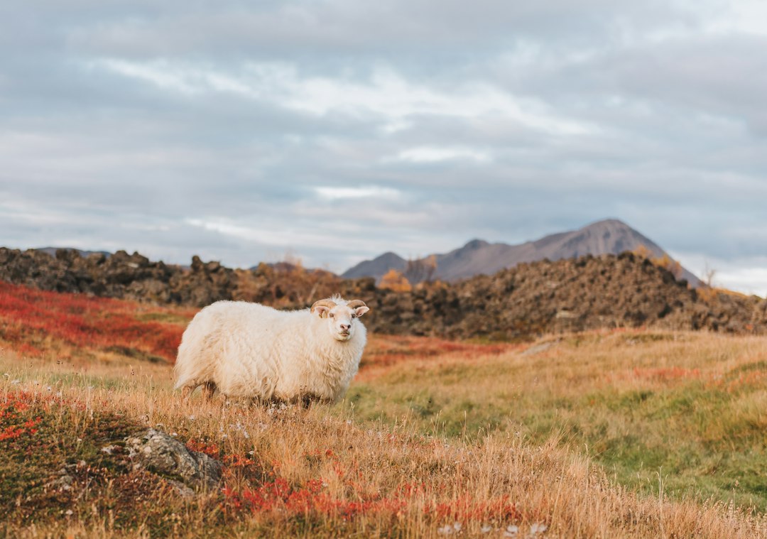 Schaap in herfstlandschap met kleurrijke bladeren. Schaap in herfstlandschap met kleurrijke bladeren.