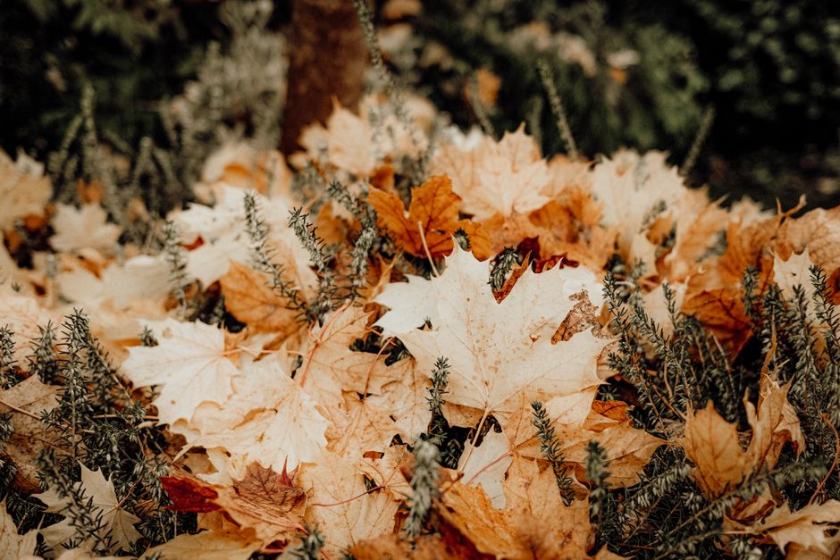 Vintage klok in mistige herfsttuin.