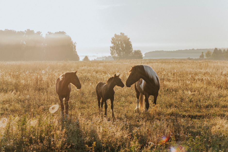 Vrolijk ontwerp van paard voor kinderkamer. Vrolijk ontwerp van paard voor kinderkamer.