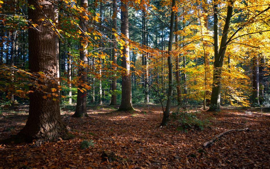 Rustgevend berglandschap gehuld in zachte ochtendmist.