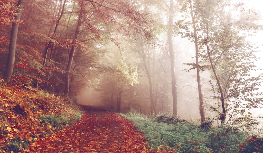Het zonlicht dat door kleurrijke herfstbladeren valt.